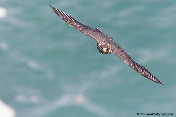 Peregrine Falcon