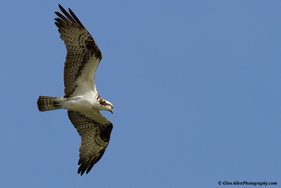 Osprey