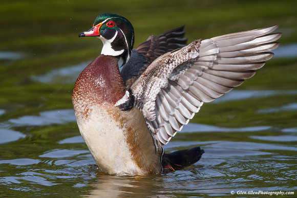 Wood Duck