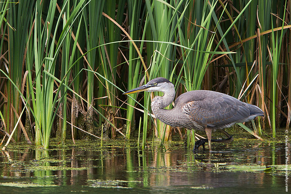 Great Blue Heron