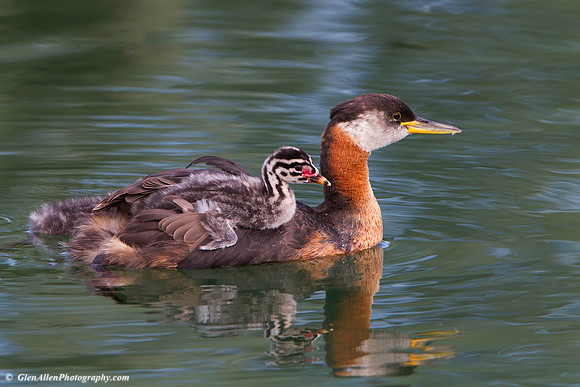Red-necked Grebe