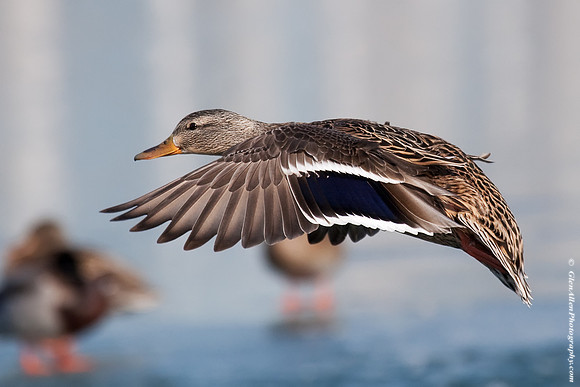 Mallard