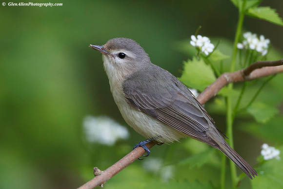 Warbling Vireo