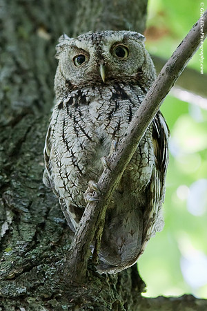 Eastern Screech-Owl