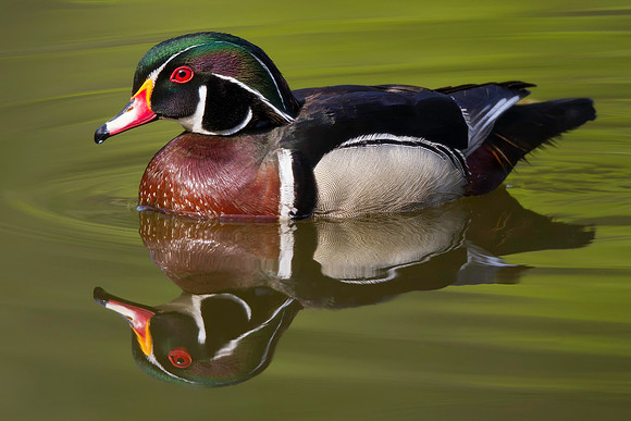 Wood Duck