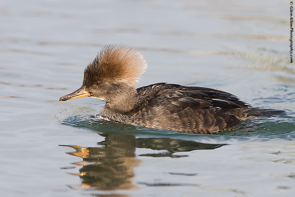 Hooded Merganser