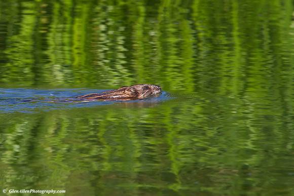 Muskrat