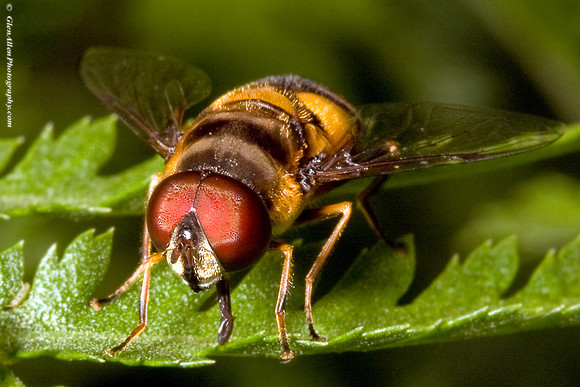 Fly