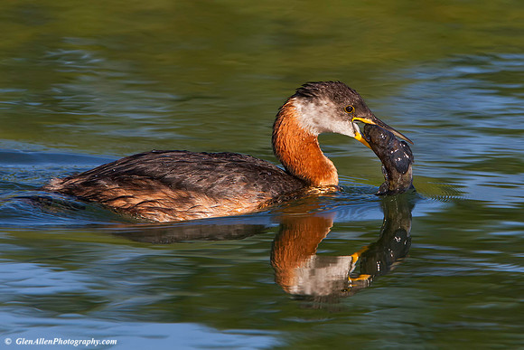 Red-necked Grebe