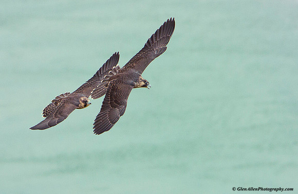 Peregrine Falcon