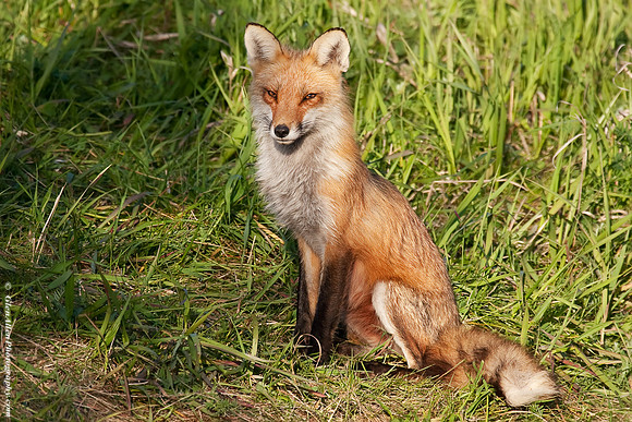 Fox