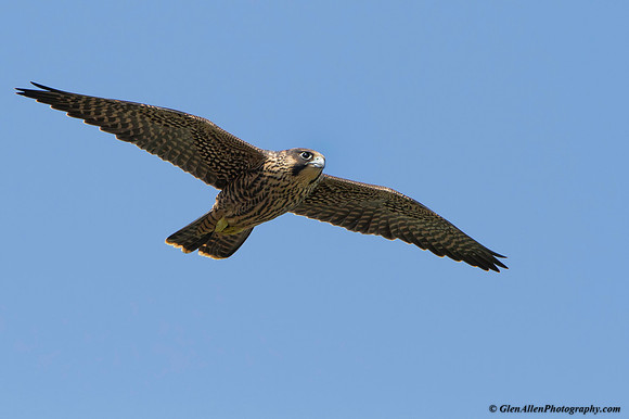 Peregrine Falcon