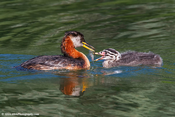 Red-necked Grebe