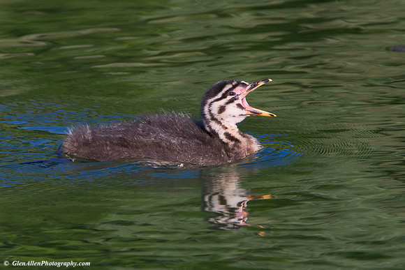 Red-necked Grebe