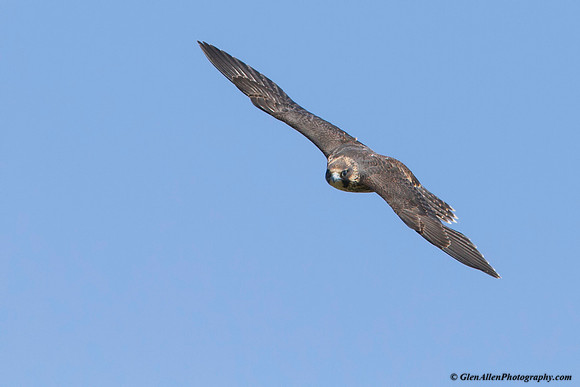 Peregrine Falcon