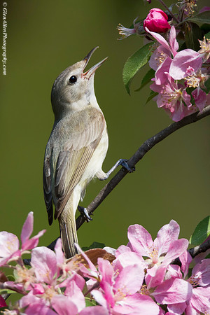 Warbling Vireo