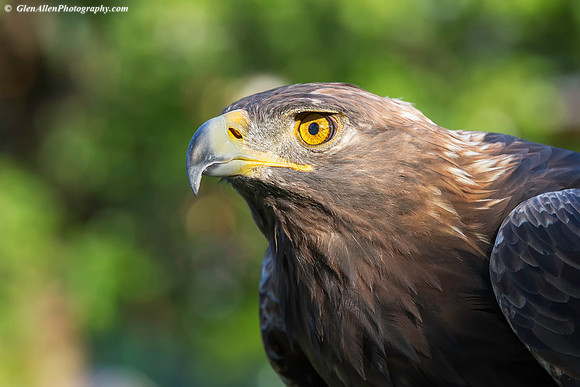 Golden Eagle