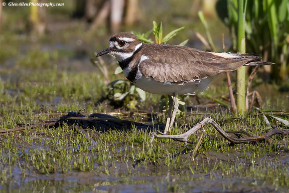Killdeer