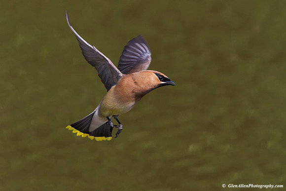 Cedar Waxwing