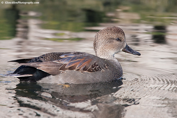 Gadwall