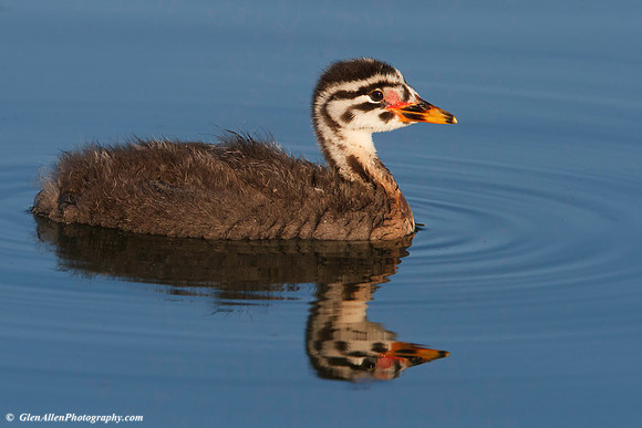 Red-necked Grebe