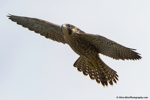 Peregrine Falcon