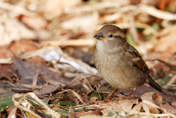 Sparrow?