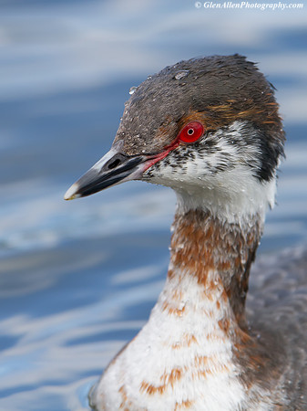 Horned Grebe