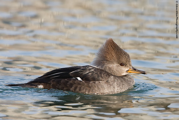 Hooded Merganser