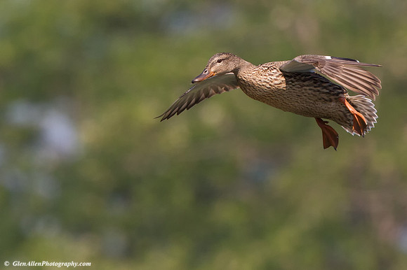 Mallard