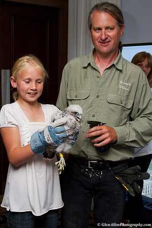 Peregrine Falcon - Lorenzo