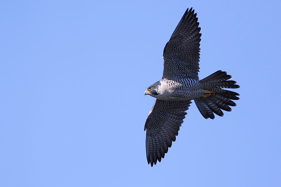 Peregrine Falcon