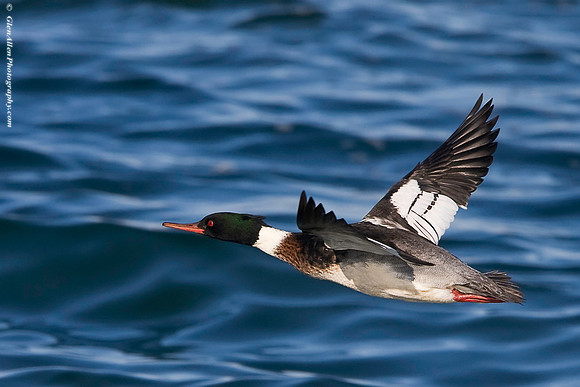 Red-breasted Merganser