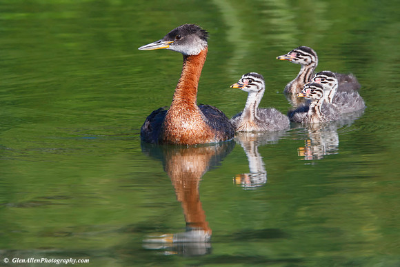 Red-necked Grebe