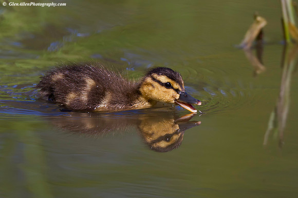 Mallard