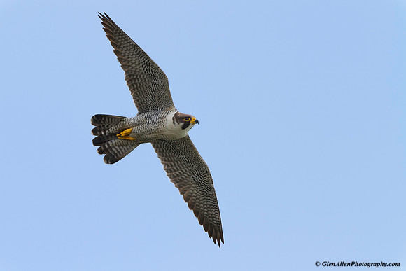 Peregrine Falcon