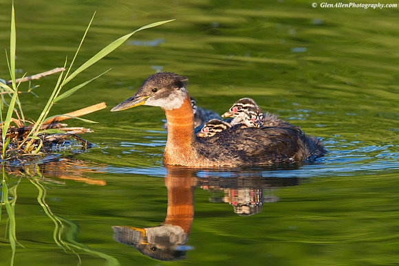 Red-necked Grebe