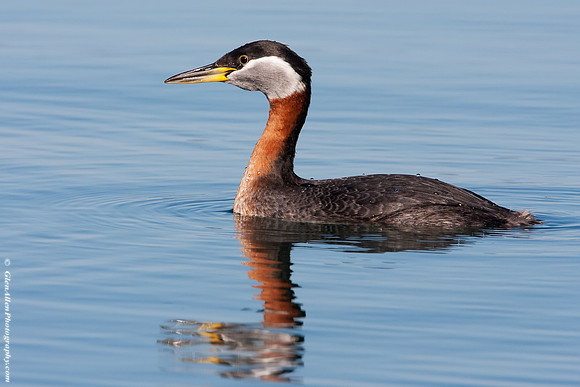 Red-necked Grebe