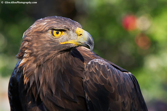 Golden Eagle