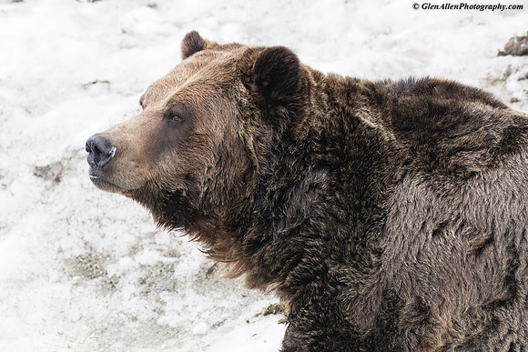 Grizzly Bear