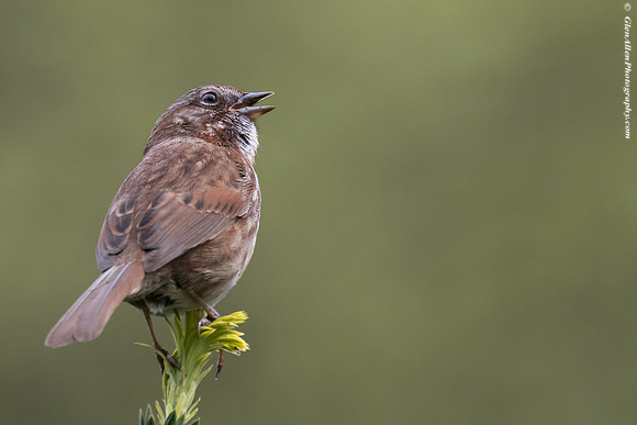 Song sparrow