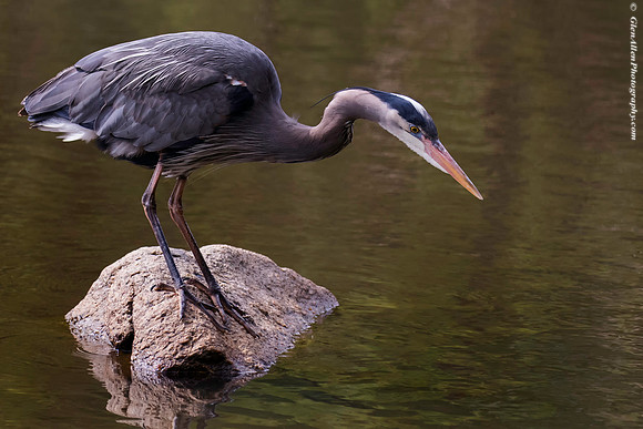 Great blue heron