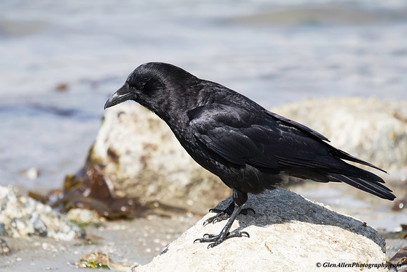 Northwestern Crow