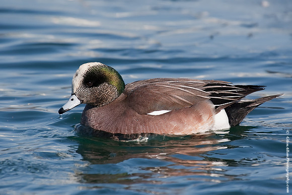 American Wigeon