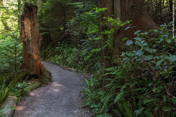 Mossy Path