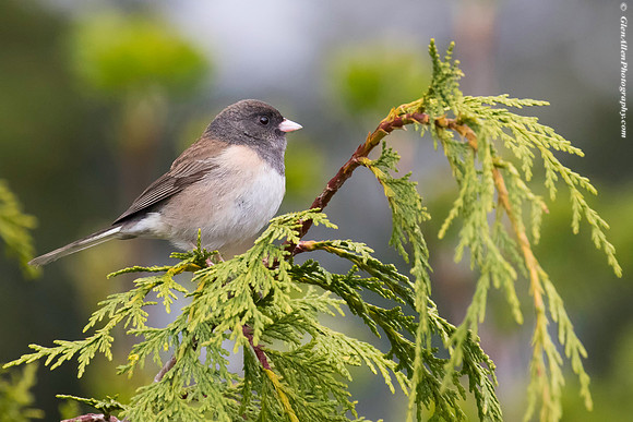 Dark-eyed Junco
