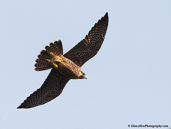 Peregrine Falcon