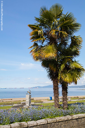 Palm Tree