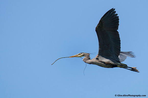 Great blue heron