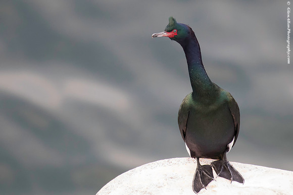 Pelagic Cormorant